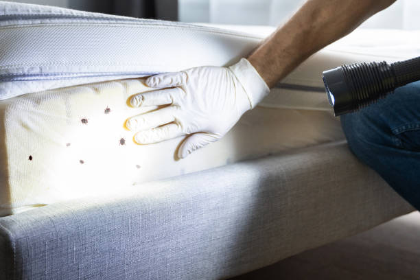 Best Pest Control Near Me in Parker, AZ